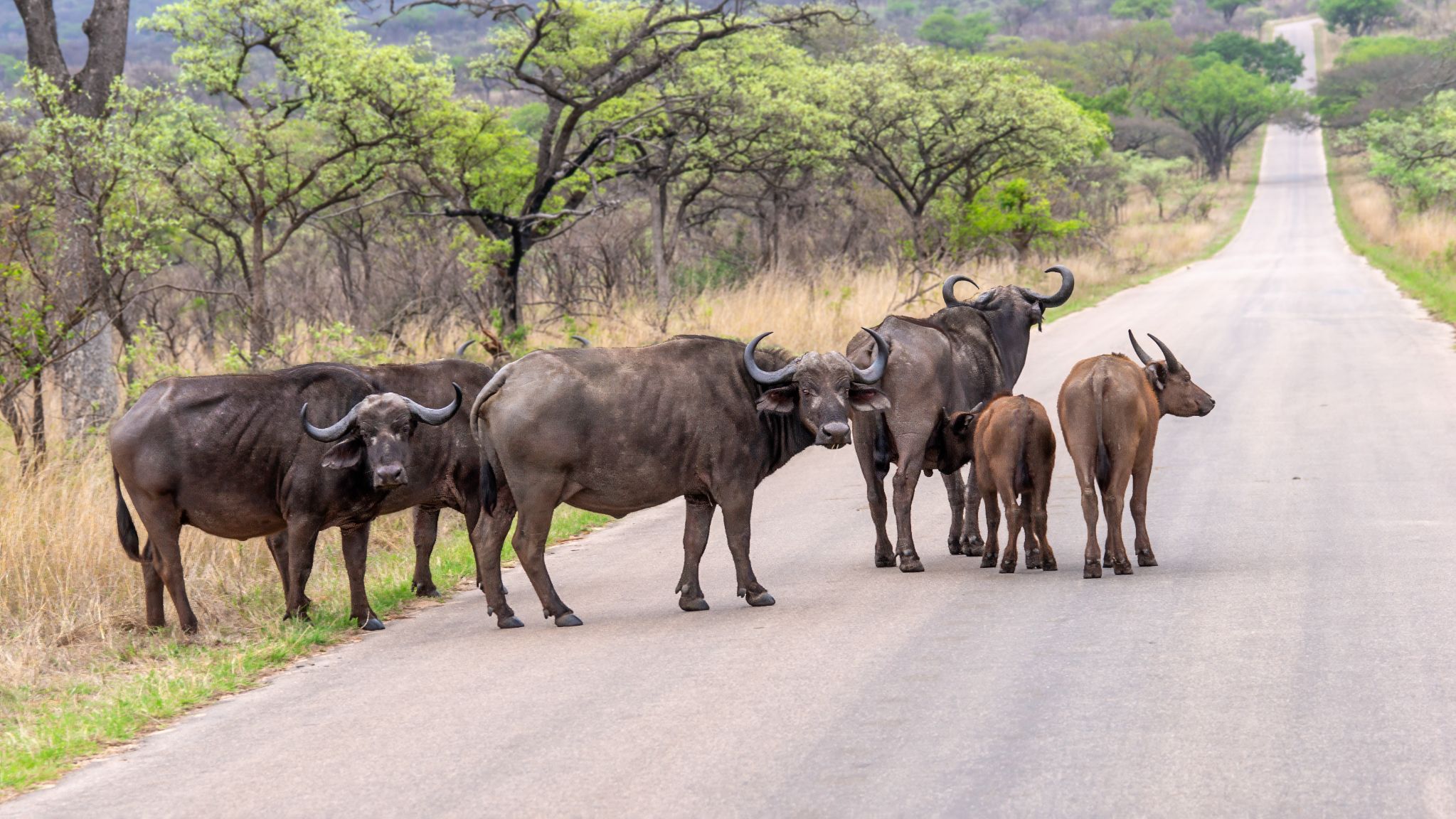 20161113 163221 Büffelherde